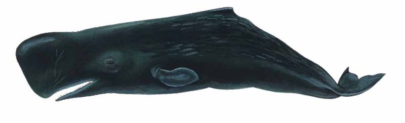 Archivo:Physeter catodon imagen 01.jpg