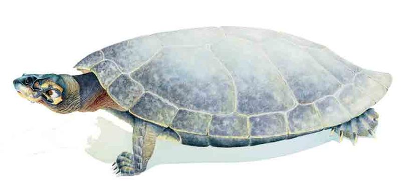 Archivo:Podocnemis expansa imagen 01.jpg