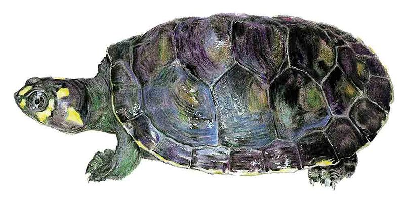 Archivo:Podocnemis unifilis imagen 01.jpg