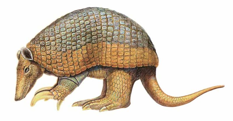 Archivo:Priodontes maximus imagen 01.jpg