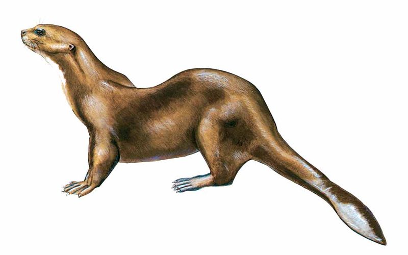 Archivo:Pteronura brasiliensis imagen 01.jpg