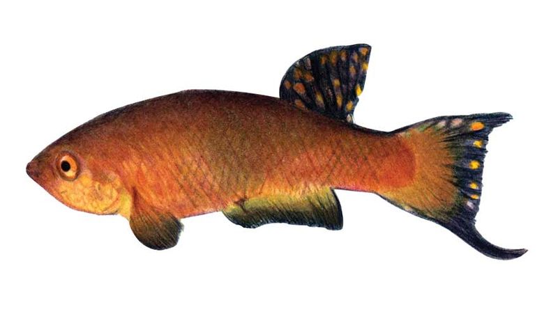 Archivo:Rachovia brevis imagen 01.jpg