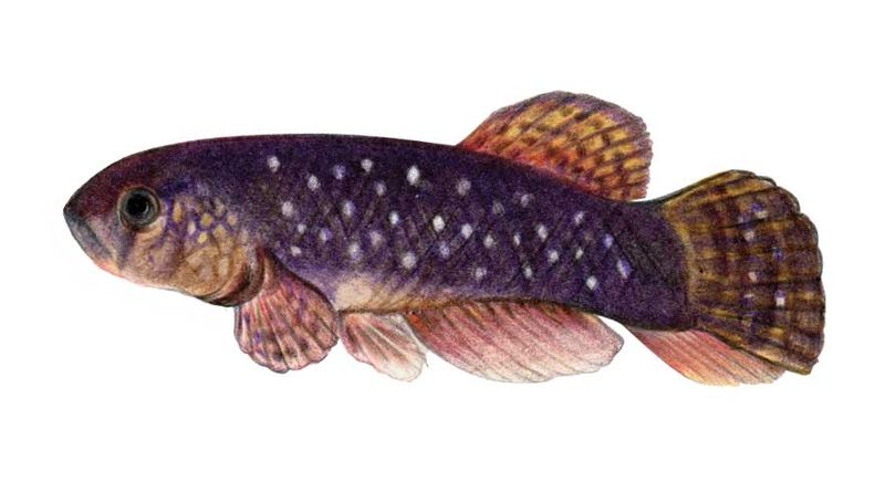 Archivo:Rachovia hummelincki imagen 01.jpg