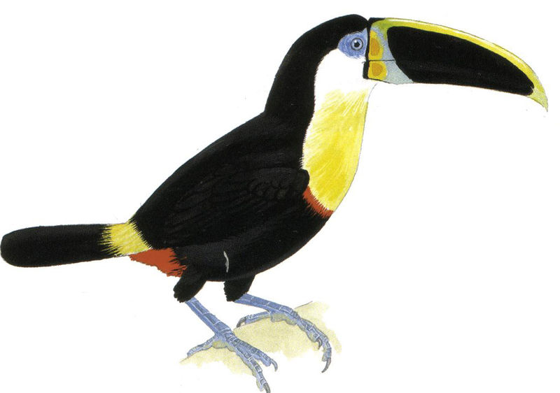 Archivo:Ramphastos citreolaemus imagen 01.jpg