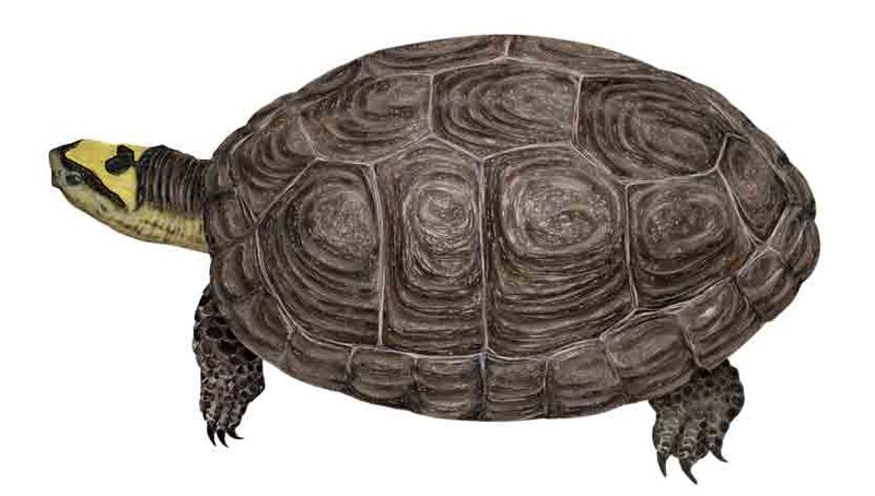 Archivo:Rhinoclemmys diademata imagen 01.jpg