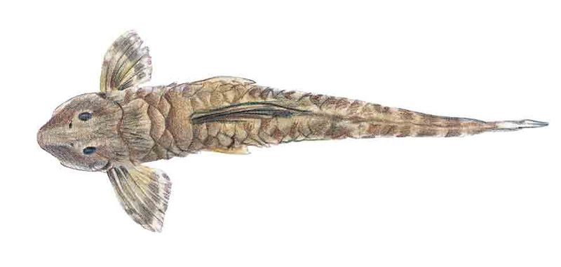 Archivo:Rineloricaria caracasensis imagen 01.jpg