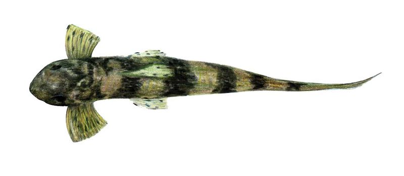 Archivo:Rineloricaria rupestre imagen 01.jpg