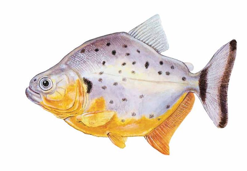 Archivo:Serrasalmus neveriensis imagen 01.jpg