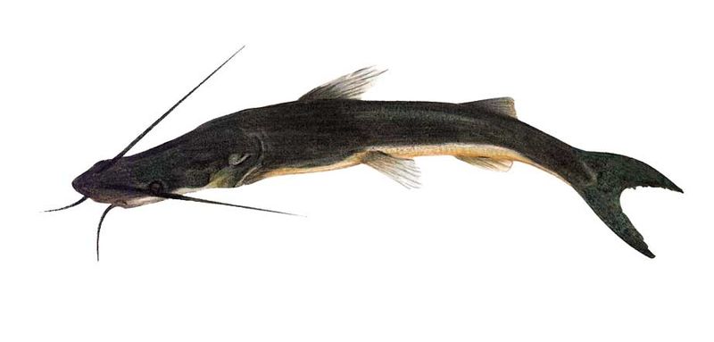 Archivo:Sorubim cuspicaudus imagen 01.jpg