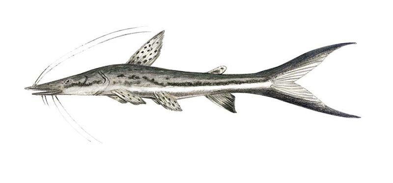 Archivo:Sorubimichthys planiceps imagen 01.jpg