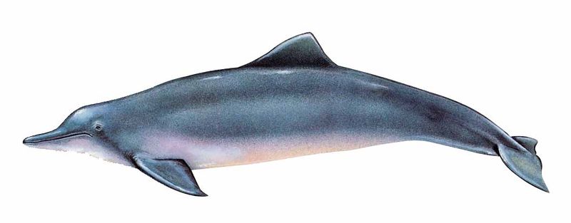 Archivo:Sotalia guianensis imagen 01.jpg