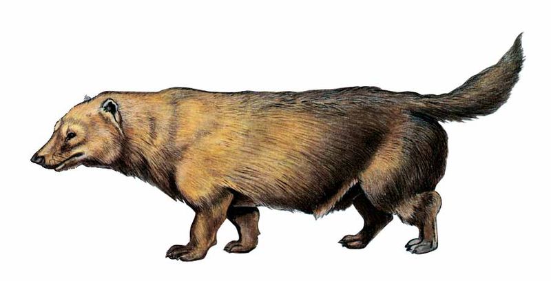 Archivo:Speothos venaticus imagen 01.jpg