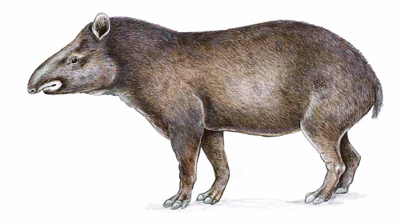 Archivo:Tapirus pinchaque imagen 01.jpg