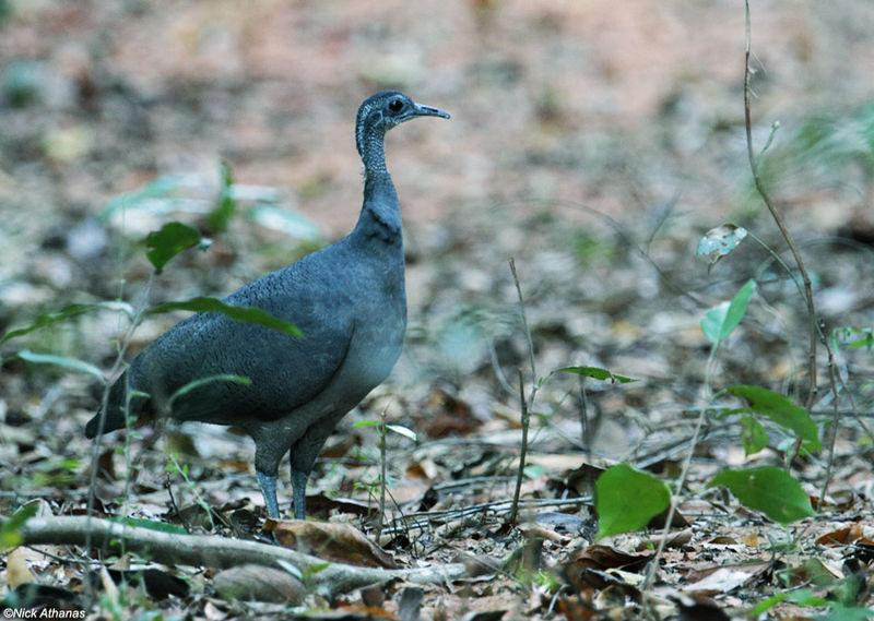 Archivo:Tinamus tao imagen 01.jpg