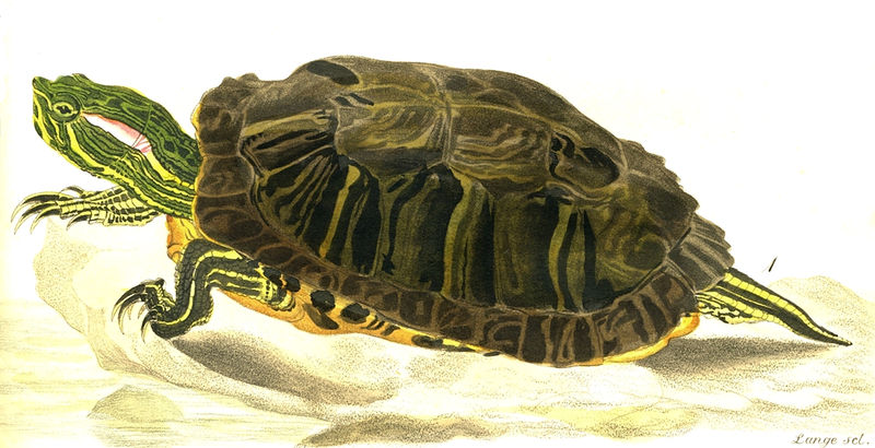 Archivo:Trachemys scripta imagen 01.jpg