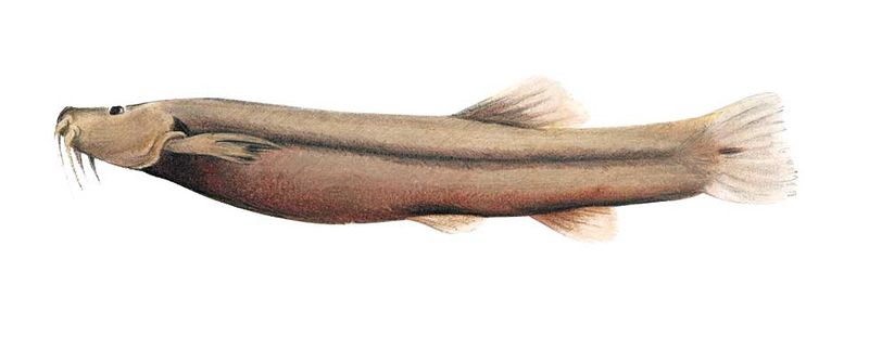 Archivo:Trichomycterus emanueli imagen 01.jpg