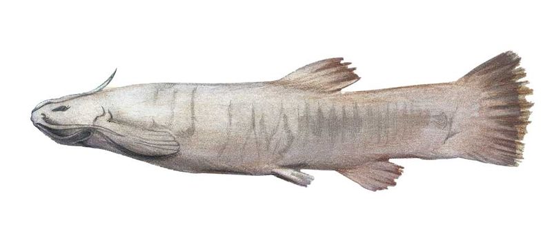 Archivo:Trichomycterus spelaeus imagen 01.jpg