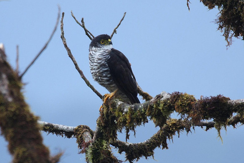 Archivo:Accipiter collaris imagen 01.jpg