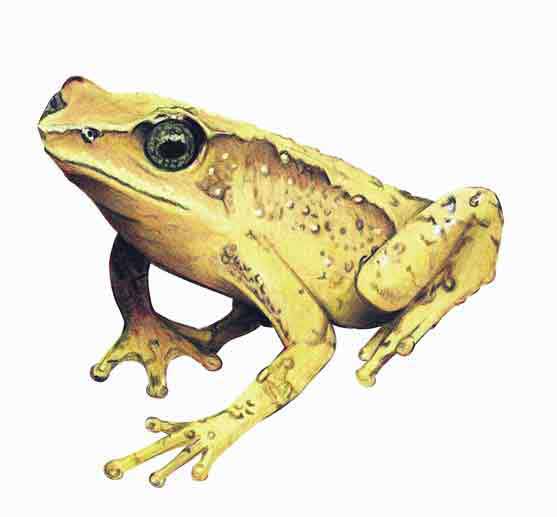 Archivo:Atelopus oxyrhynchus imagen 01.jpg