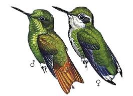 Archivo:Chlorostilbon russatus imagen 01.jpg