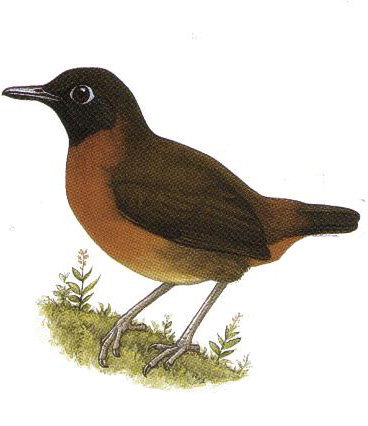 Archivo:Formicarius rufipectus imagen 01.jpg