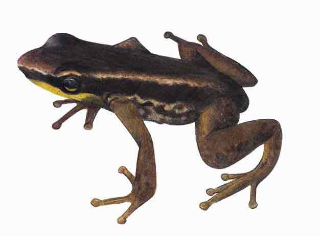 Archivo:Mannophryne lamarcai imagen 01.jpg