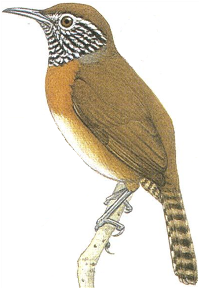 Pheugopedius rutilus imagen 01.png