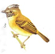 Polystictus pectoralis imagen 02.jpg