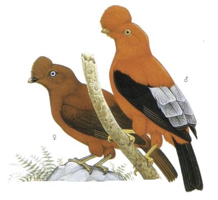 Archivo:Rupicola peruvianus imagen 01.jpg