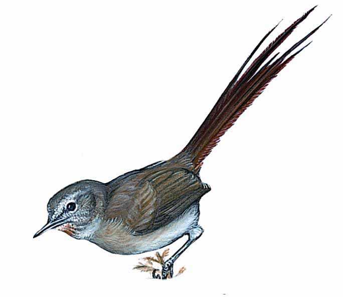 Archivo:Schizoeaca perijana imagen 01.jpg